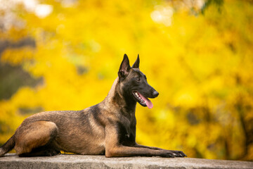 portrait of shepherd malinois