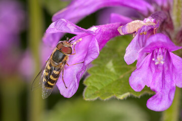 Scaeva selenitica with the Big betony - Betonica macrantha