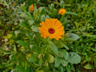Marigold (Calendula officinalis)