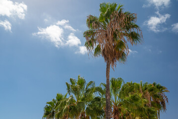 Palm trees on blue sky background on a sunny day with copy space for text