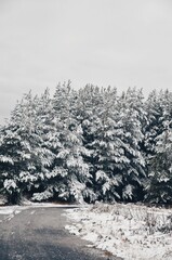 snow covered trees