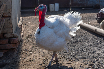 A white turkey bird in backyard of farm. A beautiful important bird is a turkey. Turkey farming for...