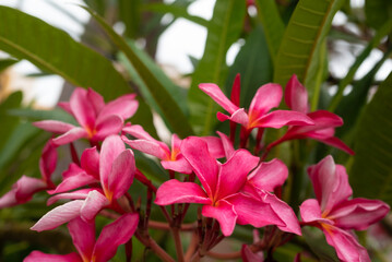 Pink flowers on green leaves background on a sunny day. Plumeria rubra