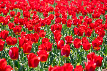 Close up of beautiful red tulips in blur background of others and green leaves. A field of bright red blooming natural tulips