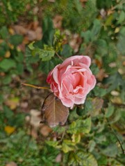 Pink Rose of Rainy Atumn Day