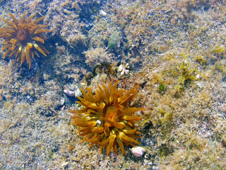Sea anemones, coral and other organisms growing in a rockpool on the volcanic rocks off the coast of the Fuerteventura, Canary Islands, Spain.