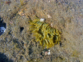 Sea anemones, coral and other organisms growing in a rockpool on the volcanic rocks off the coast...