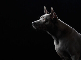 Dog on black. A poised Thai Ridgeback profile against a dark backdrop highlights its muscular frame...