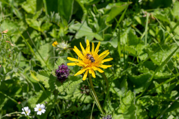 Walking in the highlands in a natural park, during the flowering of plants and warm weather.