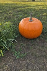 Pumpkin Patch in Autumn: A vibrant scene of pumpkins scattered across a lush field, capturing the essence of fall harvest and the spirit of Halloween and Thanksgiving