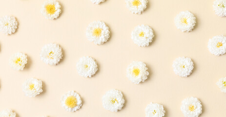Aesthetic stylish floral pattern. White flower chrysanthemum on neutral beige background. Spring...
