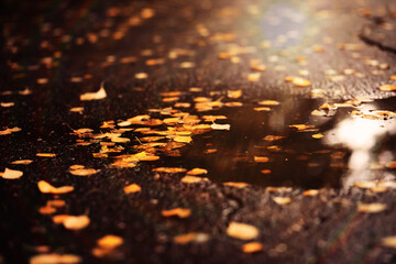 Beautiful Nature Autumn landscape. Scenery view on autumn city park with golden yellow foliage in Sunny day. Walking path in the city Park strewn with autumn fallen leaves.