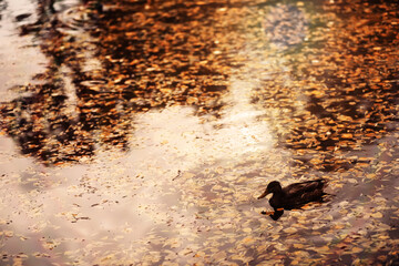 Beautiful Nature Autumn landscape. Scenery view on autumn city park with golden yellow foliage in Sunny day. Walking path in the city Park strewn with autumn fallen leaves.