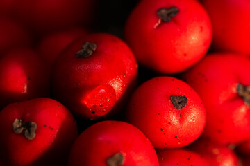 Close up Macro photograph of ripe red Holly Berries. Winter food for birds looking for nourishment in hard times. Natural Beauty