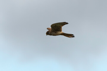 Faucon crécerelle,.Falco tinnunculus, Common Kestrel