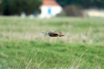Hibou moyen duc,.Asio otus , Long eared Owl, region Pays de Loire; marais Breton; 85, Vendée, Loire Atlantique, France