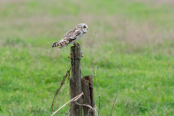 Hibou des marais, Hibou brachyote, Asio flammeus, Short eared Owl, region Pays de Loire; marais Breton; 85, Vendée, Loire Atlantique, France