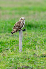 Hibou des marais, Hibou brachyote, Asio flammeus, Short eared Owl, region Pays de Loire; marais...