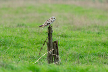 Hibou des marais, Hibou brachyote, Asio flammeus, Short eared Owl, region Pays de Loire; marais Breton; 85, Vendée, Loire Atlantique, France