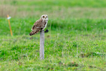 Hibou des marais, Hibou brachyote, Asio flammeus, Short eared Owl, region Pays de Loire; marais Breton; 85, Vendée, Loire Atlantique, France