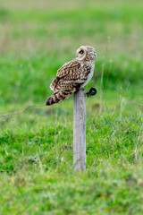 Hibou des marais, Hibou brachyote, Asio flammeus, Short eared Owl, region Pays de Loire; marais Breton; 85, Vendée, Loire Atlantique, France