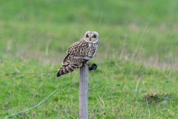 Hibou des marais, Hibou brachyote, Asio flammeus, Short eared Owl, region Pays de Loire; marais Breton; 85, Vendée, Loire Atlantique, France