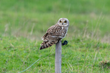 Hibou des marais, Hibou brachyote, Asio flammeus, Short eared Owl, region Pays de Loire; marais...
