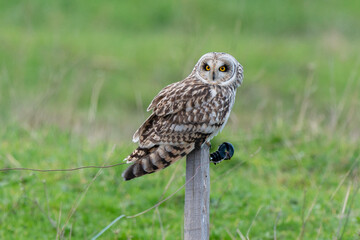 Hibou des marais, Hibou brachyote, Asio flammeus, Short eared Owl, region Pays de Loire; marais Breton; 85, Vendée, Loire Atlantique, France