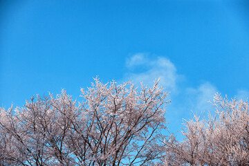 Winter atmospheric landscape with frost-covered dry plants during snowfall. Winter Christmas background