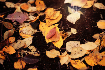 Beautiful Nature Autumn landscape. Scenery view on autumn city park with golden yellow foliage in Sunny day. Walking path in the city Park strewn with autumn fallen leaves.