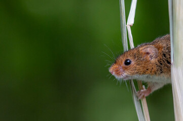 Harvest mouse, Micromys minutus, on blades of wheat