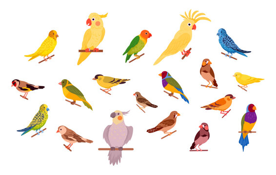 Decorative birds. Cartoon exotic domestic birds, canary, cockatoo, parrot, budgie and finch flat vector illustration set. Cute birds collection