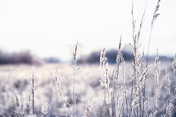 Winter atmospheric landscape with frost-covered dry plants during snowfall. Winter Christmas background