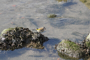 Goldfinch drinking water