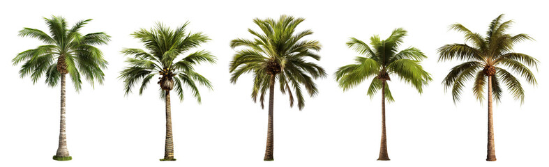 Set of green palm trees, cut out