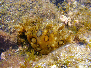 Spotted sea hare, Aplysia dactylomela, a large sea slug, in a tidepool, Fuerteventura, Canary Islands, Spain.