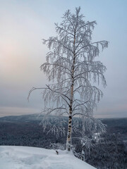 Amazing winter snow-covered mountain birch tree, a soft pink sunset