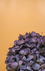 Blumen vor einem orangenen Hintergrund