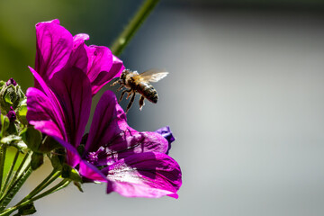 Biene fliegt Gartenmalve an