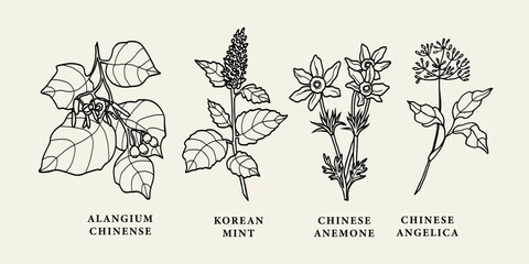 Line art Chinese herbs. Alangium chinense, Korean mint, anemone, angelica