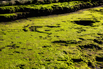 Green moss on the stone floor, green moss closeup, Beautiful background of mossy rock for wallpaper.