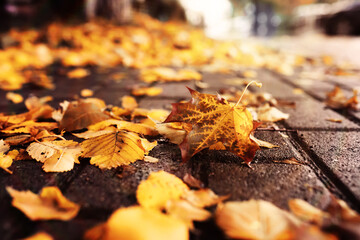 Beautiful Nature Autumn landscape. Scenery view on autumn city park with golden yellow foliage in Sunny day. Walking path in the city Park strewn with autumn fallen leaves.