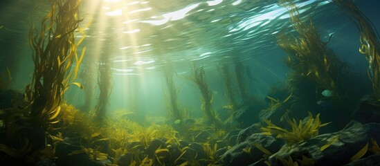 California kelp forest with sea surface ripples.