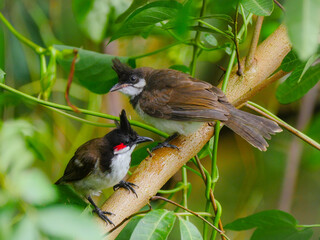Red Whiskered Bulbul bird perching in natural environment with young one