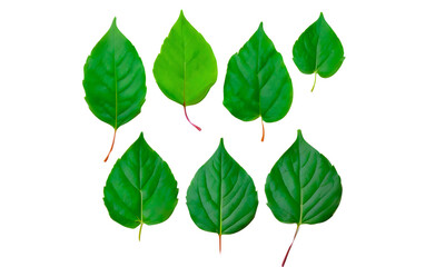 Fototapeta na wymiar set of fresh green leaves isolated on white background