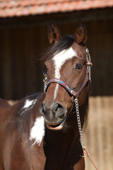 Portrait of amazing paint horse