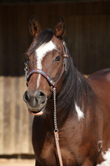 Portrait of amazing paint horse