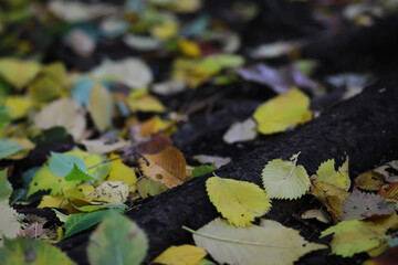 Lively closeup of falling autumn leaves with vibrant backlight from the setting sun