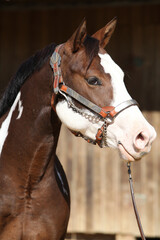 Portrait of amazing paint horse