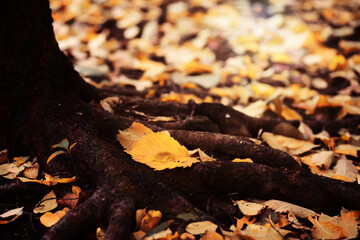 Beautiful Nature Autumn landscape. Scenery view on autumn city park with golden yellow foliage in Sunny day. Walking path in the city Park strewn with autumn fallen leaves.
